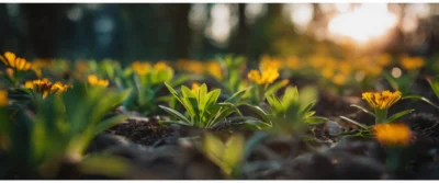 Semis en godets : comment protéger vos plants des ravageurs dès le printemps