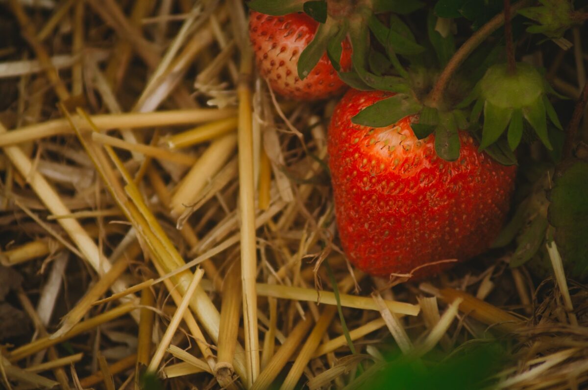 Préparer le potager pour l'hiver : paillage, engrais verts et protections