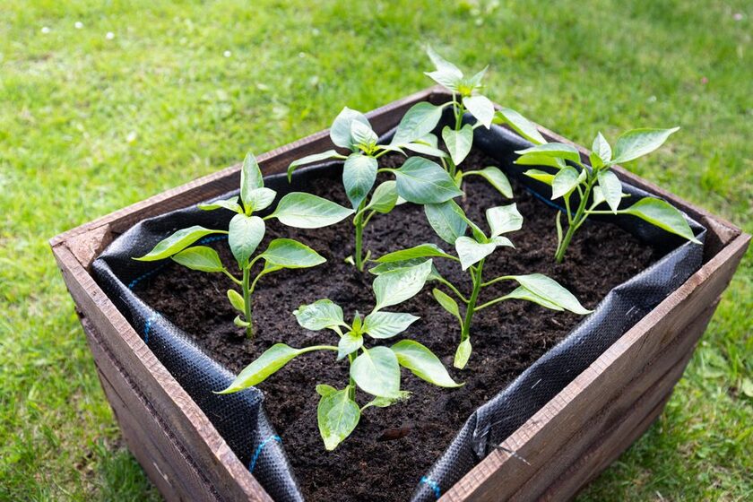 Carré potager carré en bois