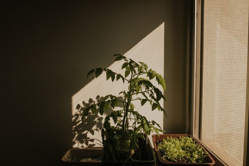 Carré potager sur pieds & table de culture